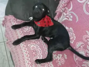 Cachorro raça SRD idade 7 a 11 meses nome Bolt