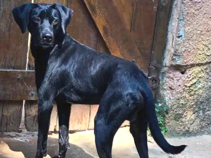 Cachorro raça Srd idade 1 ano nome Diego 