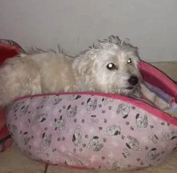 Cachorro ra a SRD idade 1 ano nome Estopinha