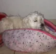 Estopinha