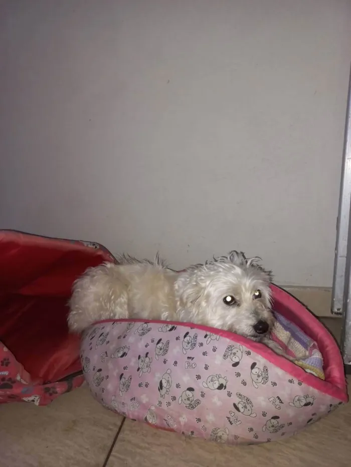 Cachorro ra a SRD idade 1 ano nome Estopinha