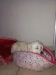 Estopinha