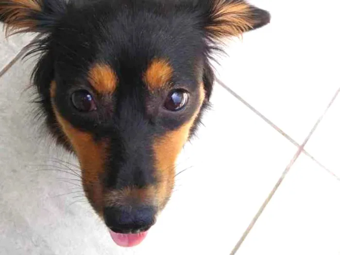 Cachorro ra a SRD idade 7 a 11 meses nome Meg