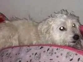 Cachorro raça SRD idade 1 ano nome Estopinha