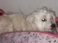 Estopinha