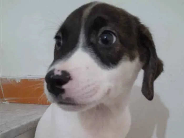 Cachorro ra a SRD idade 2 a 6 meses nome Filhotes 2 meses 