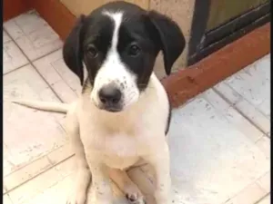 Cachorro raça Srd idade 2 a 6 meses nome Filhotes 3 meses