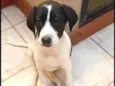 Filhotes 3 meses