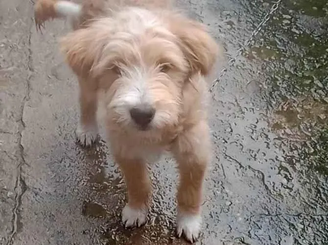 Cachorro ra a Mestiça de poodle idade 2 a 6 meses nome Filhote 5 meses