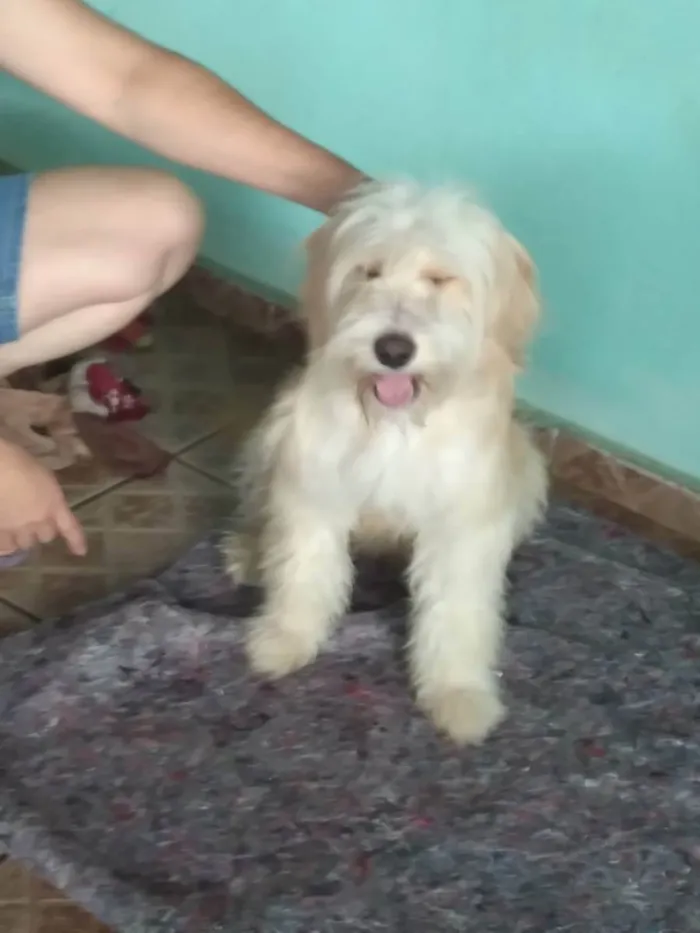 Cachorro raça Srd idade 1 ano nome Cookie