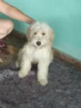 Cookie