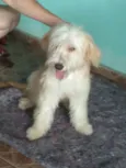 Cookie
