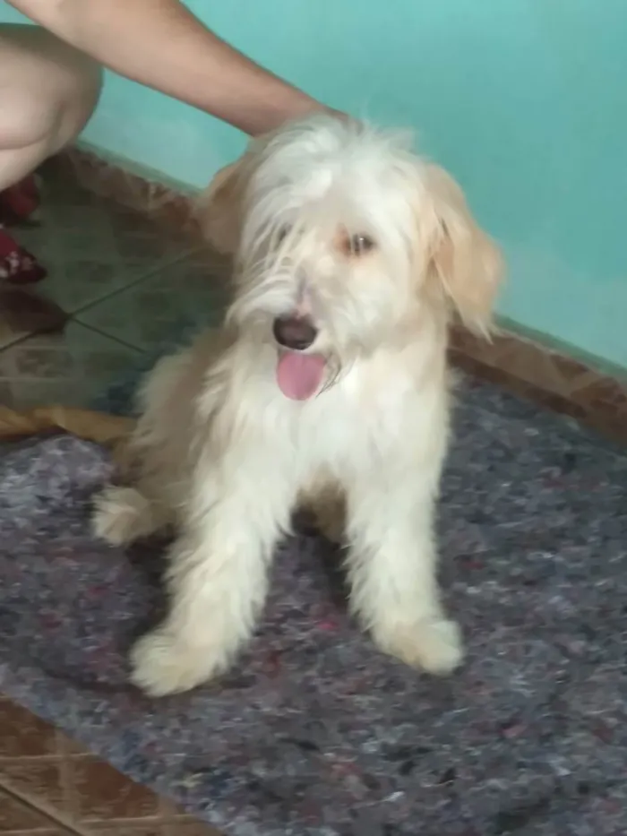 Cachorro raça Srd idade 1 ano nome Cookie