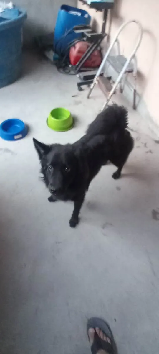 Cachorro raça Raciado idade 7 a 11 meses nome Beethoven 