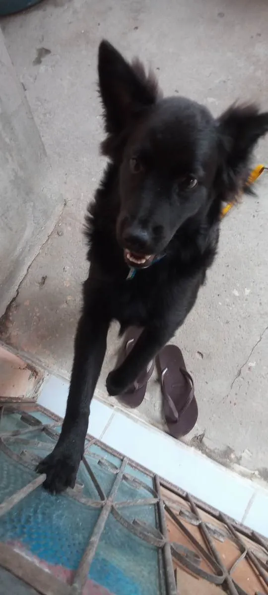 Cachorro raça Raciado idade 7 a 11 meses nome Beethoven 