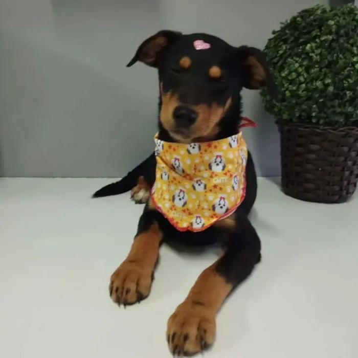 Cachorro raça SRD idade 2 a 6 meses nome Shay Shay