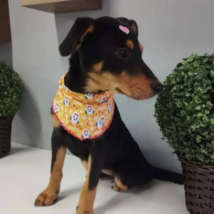 Cachorro raça SRD idade 2 a 6 meses nome Shay Shay