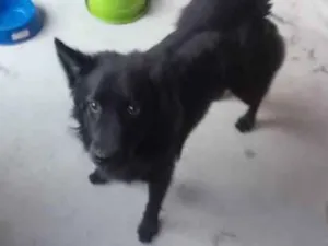 Cachorro raça Raciado idade 7 a 11 meses nome Beethoven 