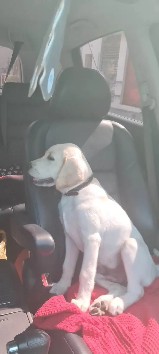 Cachorro raça Labrador idade 7 a 11 meses nome Paçoca 