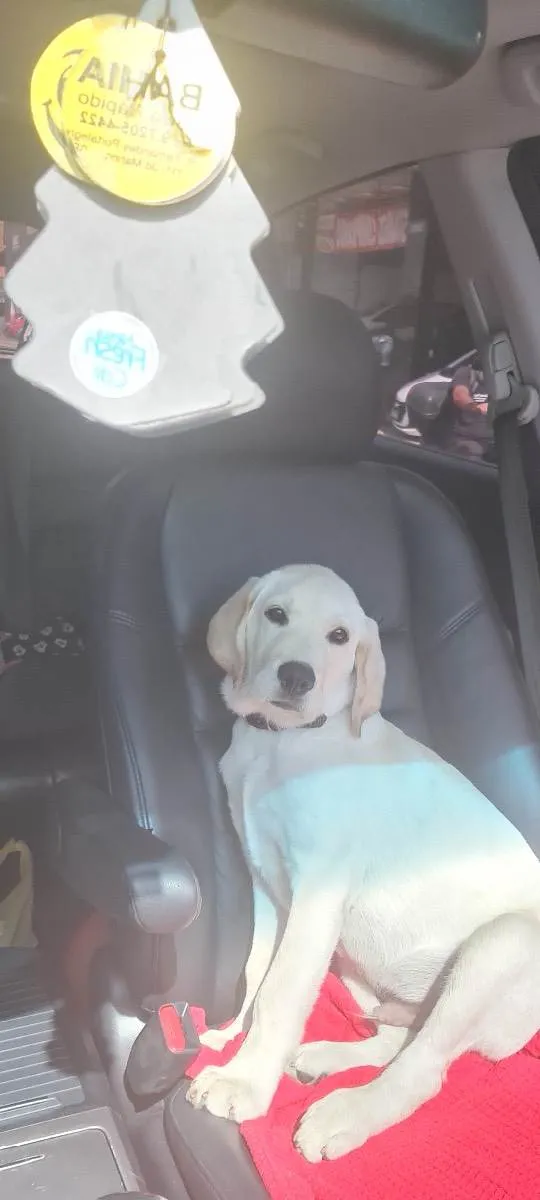 Cachorro raça Labrador idade 7 a 11 meses nome Paçoca 