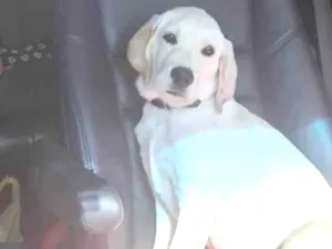 Cachorro raça Labrador idade 7 a 11 meses nome Paçoca 