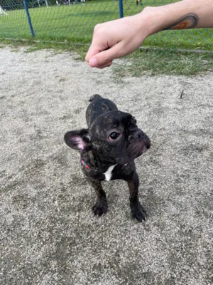Cachorro raça Buldogue francês  idade 2 a 6 meses nome Luke