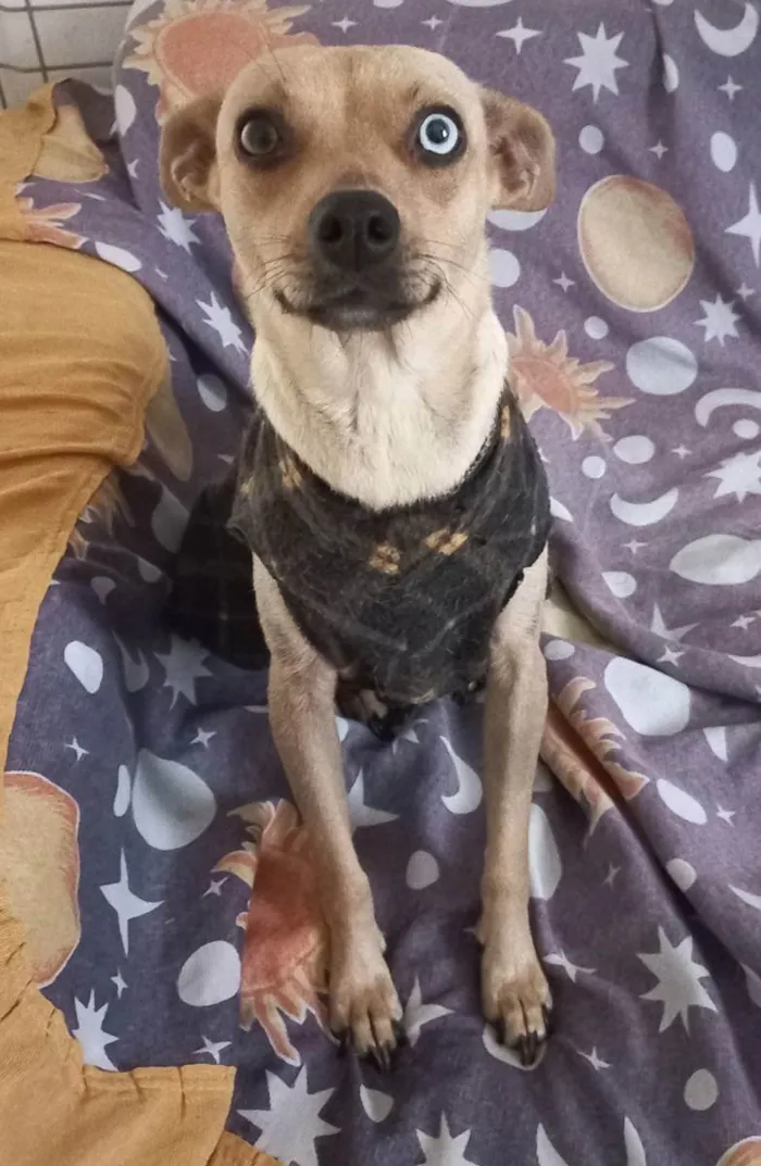Cachorro ra a SRD idade 2 anos nome Jade