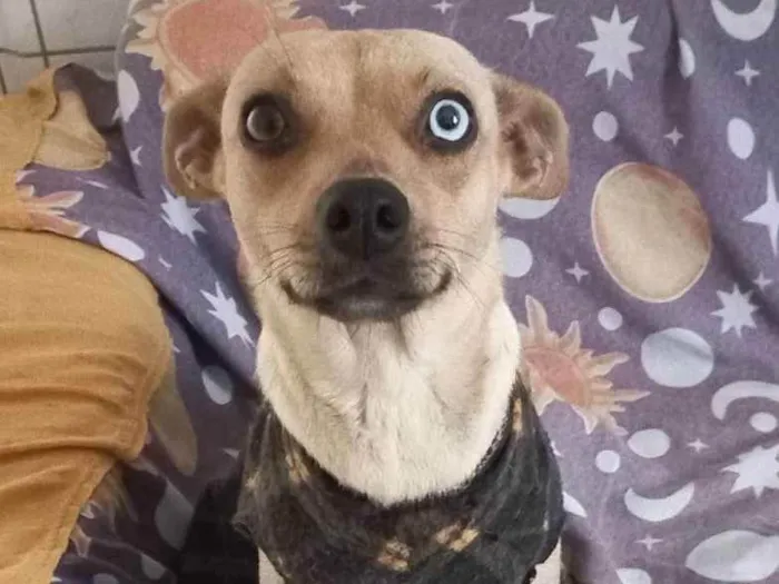 Cachorro ra a SRD idade 2 anos nome Jade