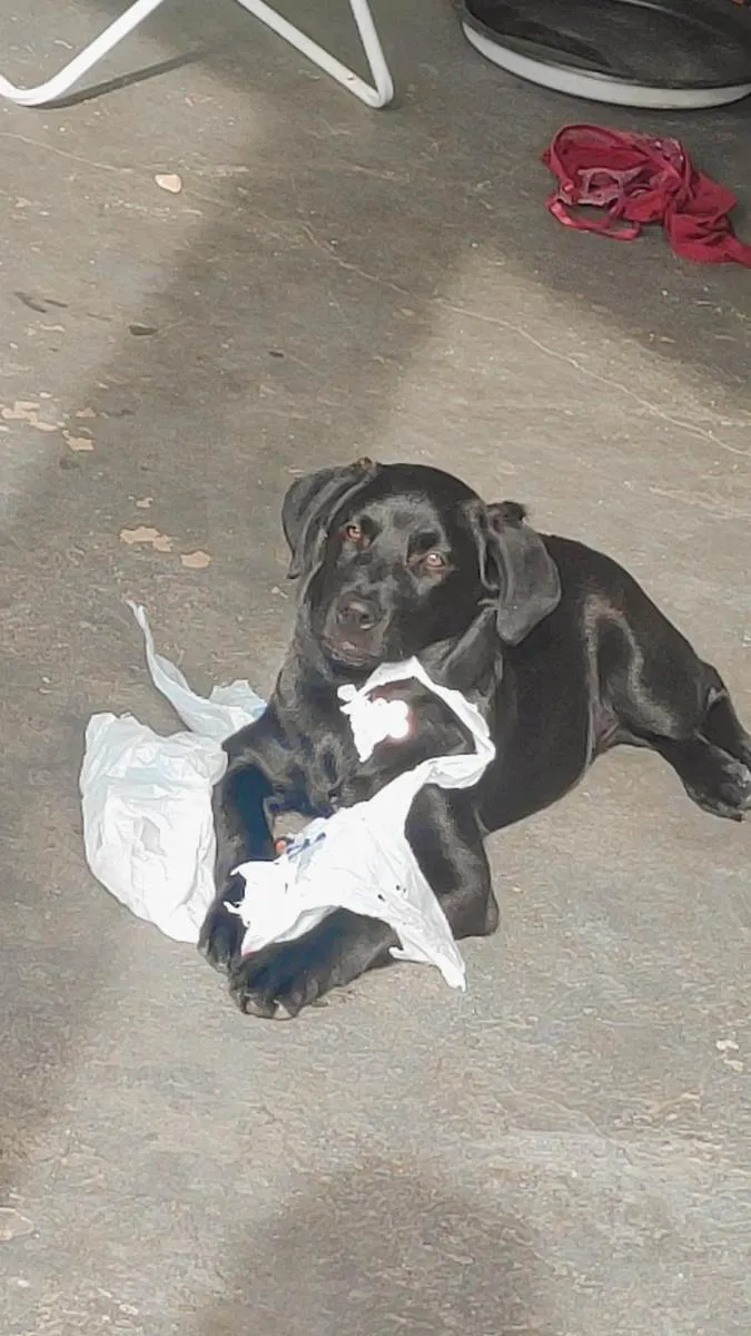 Cachorro ra a Mistura de labrador com pai de idade 7 a 11 meses nome Jack