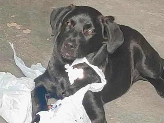 Cachorro ra a Mistura de labrador com pai de idade 7 a 11 meses nome Jack