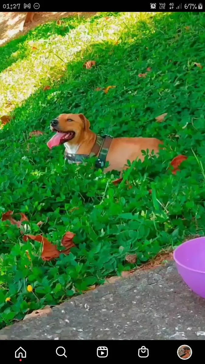 Cachorro ra a Vira lata com pit bull idade 2 anos nome Ace