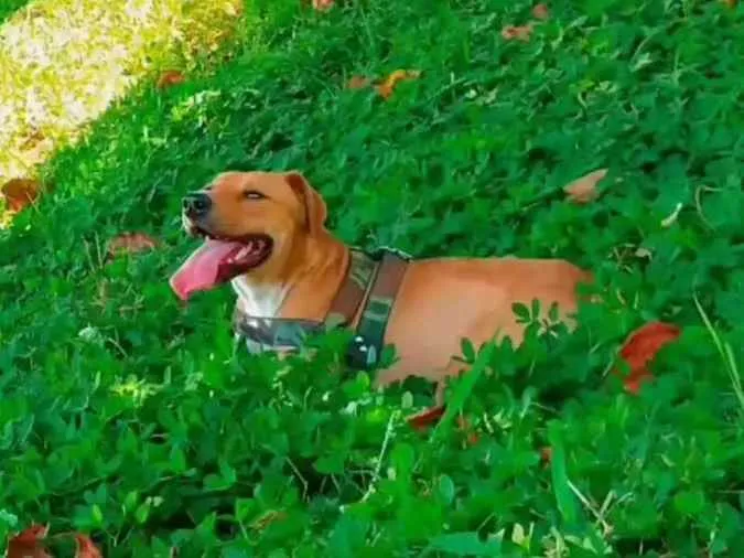 Cachorro ra a Vira lata com pit bull idade 2 anos nome Ace