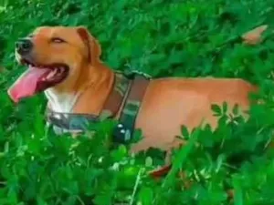 Cachorro raça Vira lata com pit bull idade 2 anos nome Ace