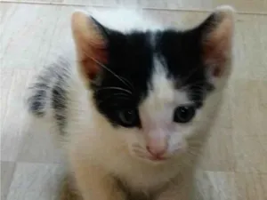 Gato raça SRD idade Abaixo de 2 meses nome Sem Nome