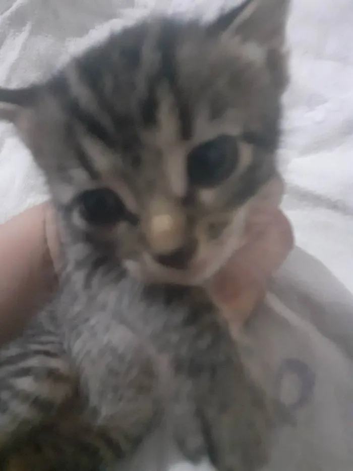 Gato raça Vira lata idade Abaixo de 2 meses nome Listrada 