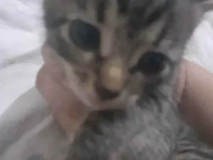 Gato raça Vira lata idade Abaixo de 2 meses nome Listrada 