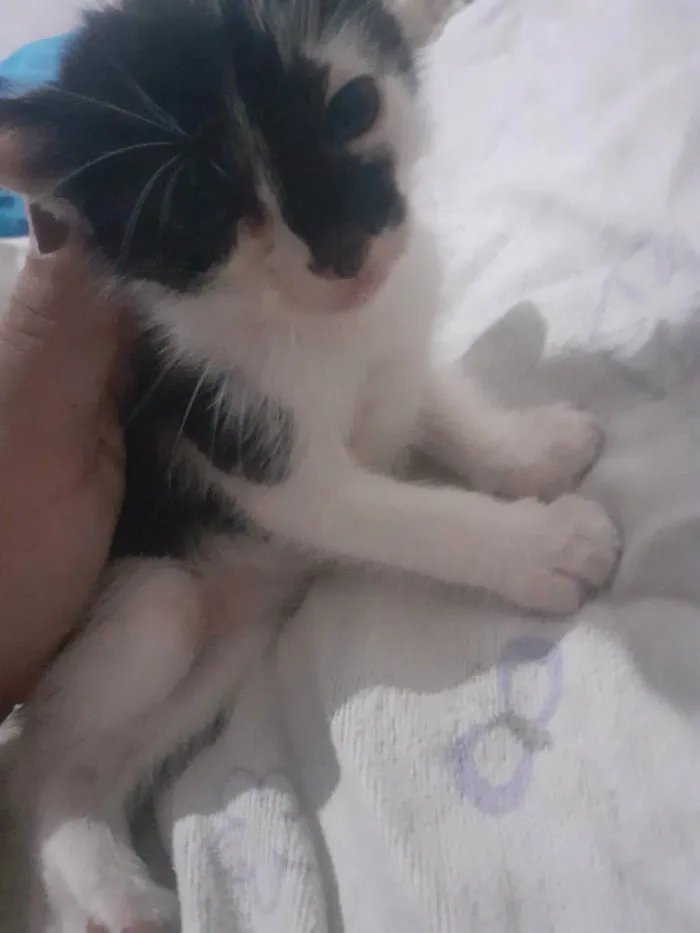 Gato raça Frajola idade Abaixo de 2 meses nome Sem nome