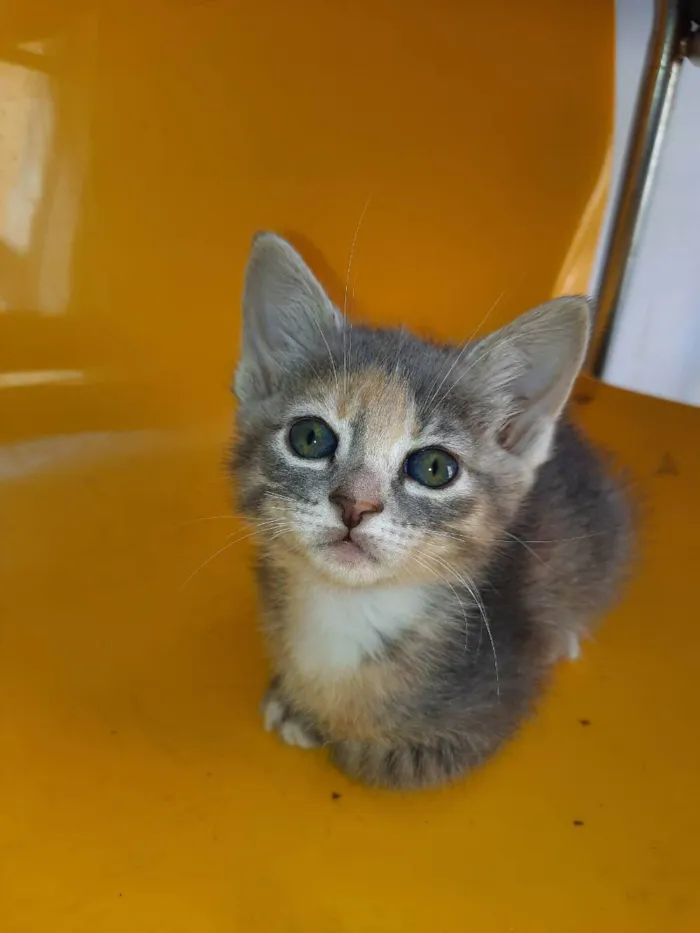 Gato raça  idade Abaixo de 2 meses nome Lili