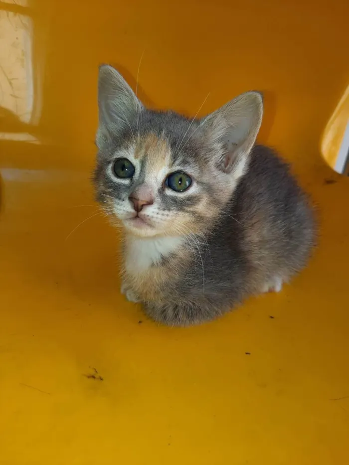 Gato raça  idade Abaixo de 2 meses nome Lili