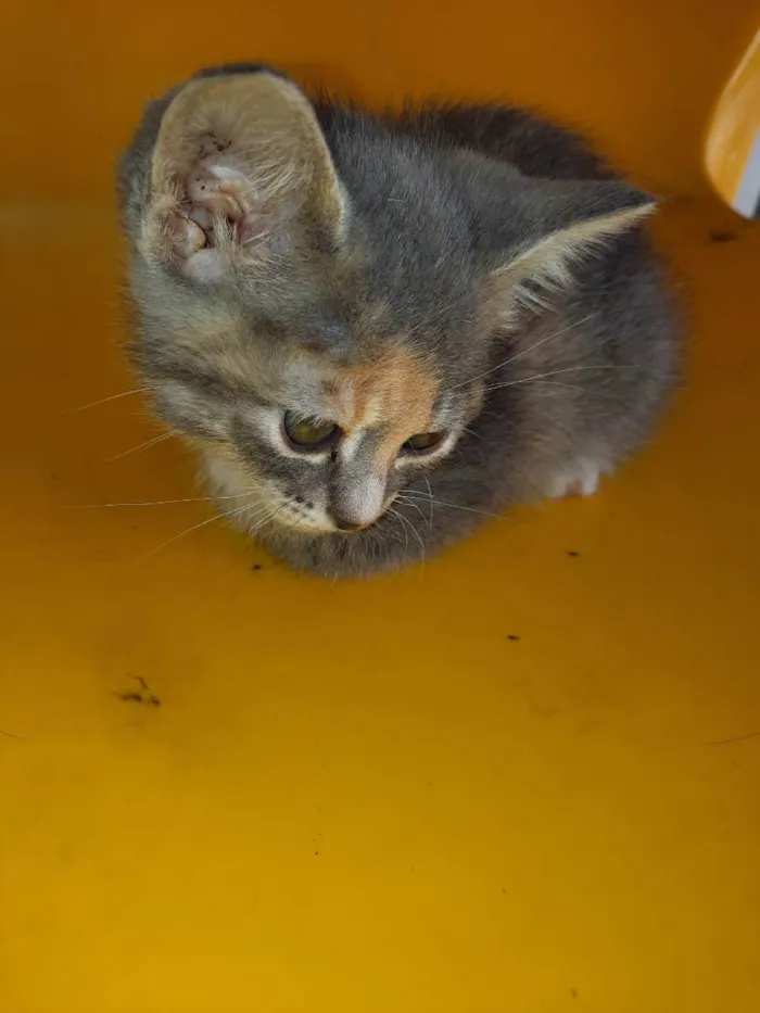 Gato raça  idade Abaixo de 2 meses nome Lili