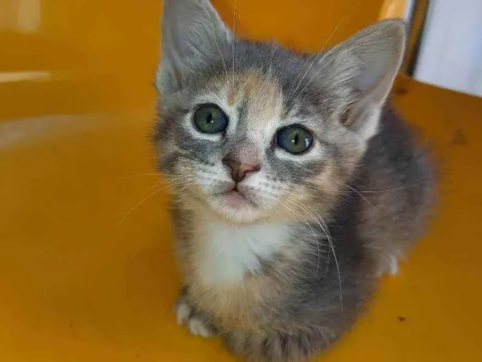 Gato raça  idade Abaixo de 2 meses nome Lili