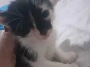 Gato raça Frajola idade Abaixo de 2 meses nome Sem nome
