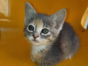 Gato raça  idade Abaixo de 2 meses nome Lili
