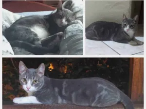 Gato raça Sem raça definida idade 2 a 6 meses nome Gaba