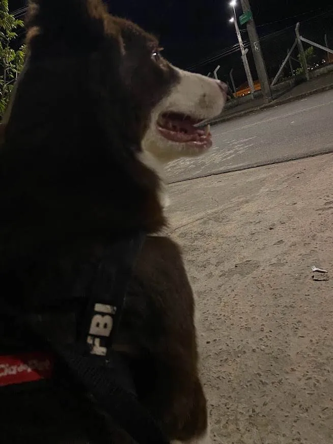 Cachorro ra a Boder Collie idade 7 a 11 meses nome Theo