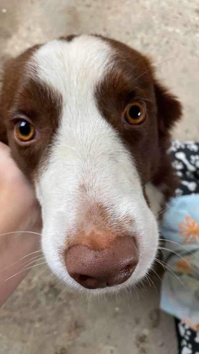 Cachorro ra a Boder Collie idade 7 a 11 meses nome Theo