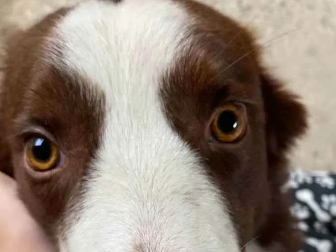 Cachorro ra a Boder Collie idade 7 a 11 meses nome Theo