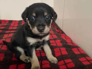 Cachorro raça srd idade Abaixo de 2 meses nome Dory