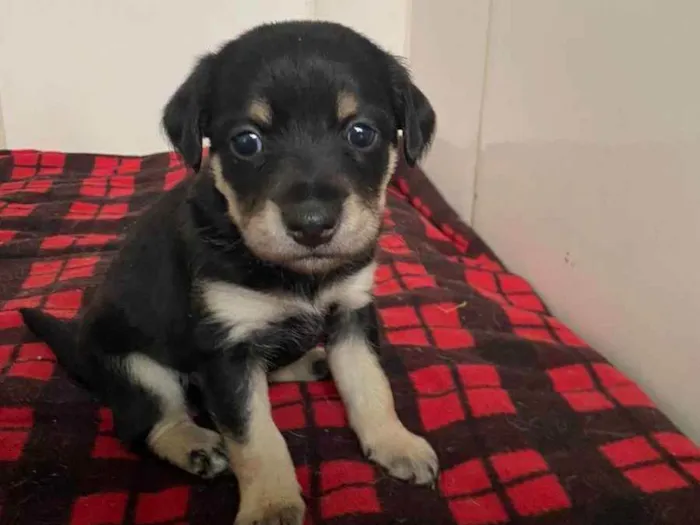 Cachorro ra a srd idade Abaixo de 2 meses nome Dory