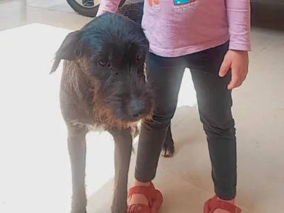 Cachorro raça SRD idade 2 anos nome Filhotinho 